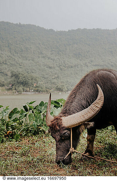 Wilder asiatischer Büffel mit großem Horn. Haustiere in Vietnam