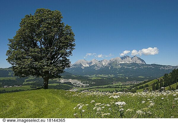 Wilder Kaiser  Alpine Meadow  Tyrol  Austria  Europe