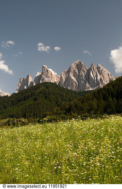 Wildflower meadow and Odle mountain skyline  Funes Valley  Dolomites  Italy