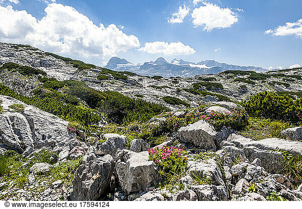 Wildflowers blooming on rocky summit of Krippenstein mountain in summer