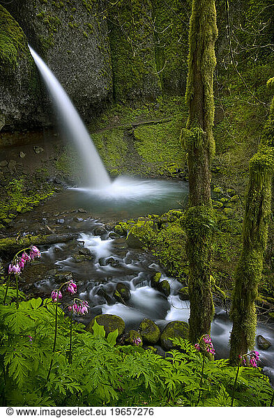 Wildflowers compliment this large waterfall in Oregon's Columbia Gorge.