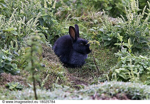 Wildkaninchen (Oryctolagus cuniculus)  Kaninchen  Nagetiere  Säugetiere  Tiere  A Skomer island Black Rabbit