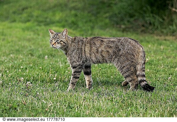 Wildkatze (Felis silvestris silvestris) europäische  Surrey  England  Europa