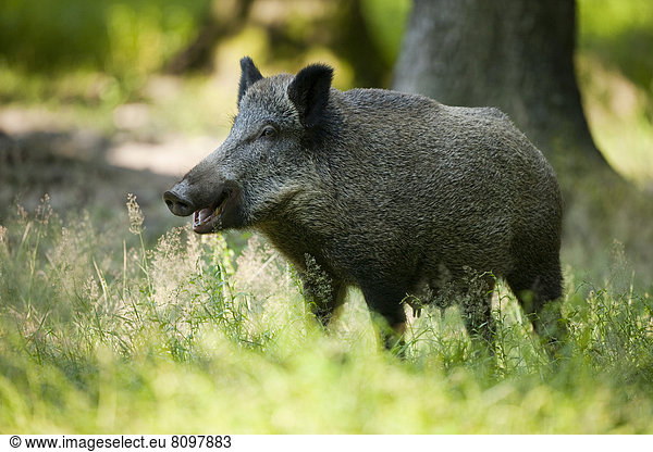 Wildschwein oder Schwarzwild (Sus scrofa)  eine Bache steht auf einer Waldwiese  captive