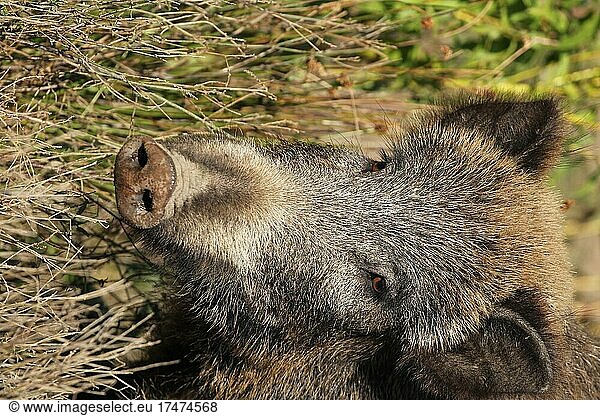 Wildschwein (Sus scrofa) weibliches Tier sichert  Porträt  Allgäu  Bayern  Deutschland  Europa