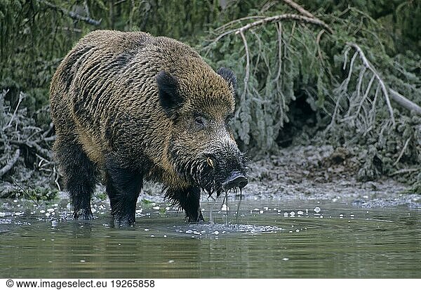 Wildschweinkeiler erscheint zum trinken an einer Suchle (Schwarzkittel) (Wildschwein)  Wild Boar tusker visiting a wallow drinking water (Wild Boar) (Feral Pig) (Sus scrofa)