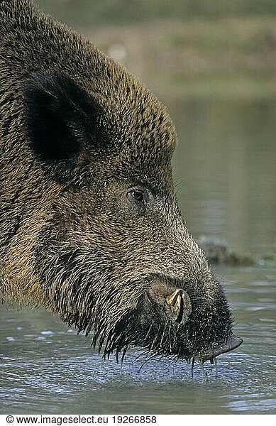 Wildschweinkeiler erscheint zum trinken an einer Suchle (Schwarzkittel) (Wildschwein)  Wild Boar tusker visiting a wallow drinking water (Wild Boar) (Feral Pig) (Sus scrofa)