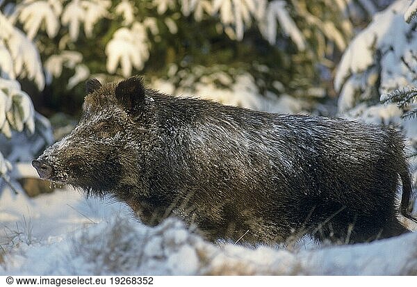 Wildschweinueberlaeufer wechselt über eine verschneite Waldlichtung (Wildschwein) (Schwarzwild)  Young Wild Boar crossing a snowy forest glade (European Boar) (Wild Hog) (Sus scrofa)