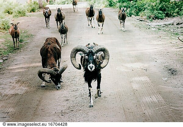 Wildtiere Rehe und Schafe auf einer Landstraße in Schweden