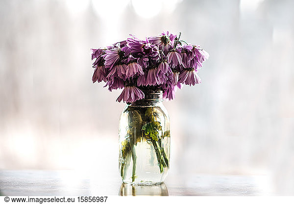 Wilting purple daisies in mason jar
