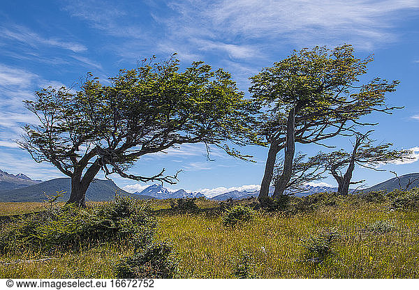 Wind beaten trees  Tierra del Fuego  Argentina