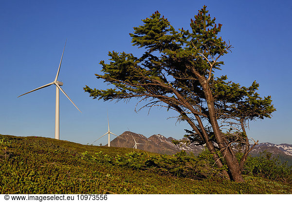 Wind-swept Sitka spruce tree and wind turbines on Pillar Mountain  Kodiak Island  Southwest Alaska  summer