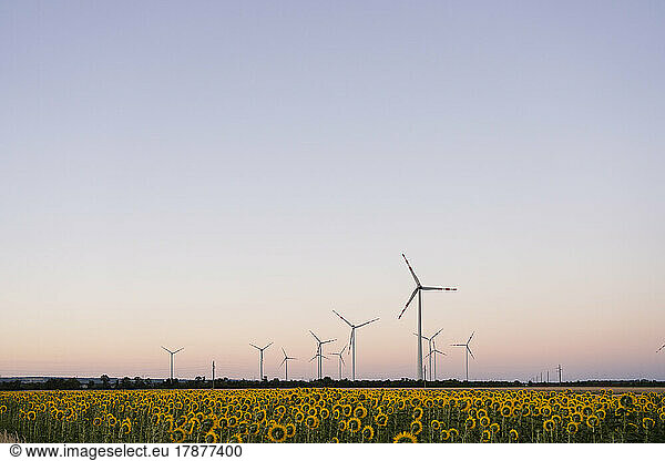 Wind turbines near sunflower field at sunset