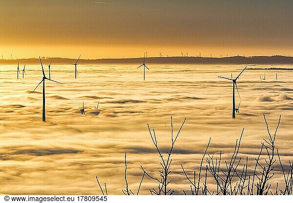 Wind turbines rising from cloud cover  wind power station  bare branches in winter  silhouettes at sunset  Köterberg  Lügde  Weserbergland  North Rhine-Westphalia  Germany  Europe