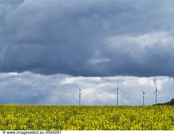 Wind turbines with canola field in foreground with stormy sky  Weser Hills  North Rhine-Westphalia  Germany