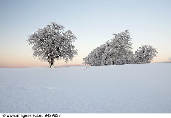 Windbuchen bei Neuschnee im Morgenlicht Schauinsland bei Freiburg im Schwarzwald Baden-Württemberg Deutschland Europa ÖffentlicherGrund