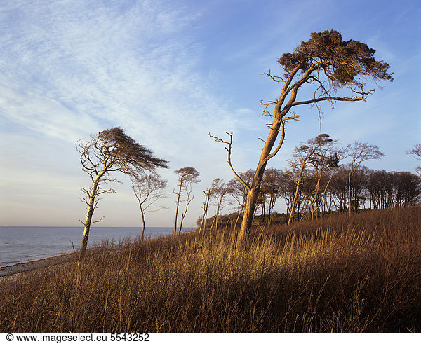 Windflüchter  Kiefern (Pinus silvestris) am Weststrand auf dem Darß  Nationalpark Vorpommersche Boddenlandschaft  Mecklenburg-Vorpommern  Deutschland  Europa