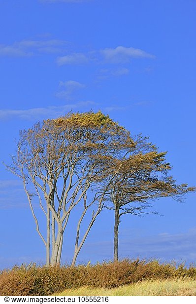 Windflüchter  Rotbuchen (Fagus sylvatica) am Weststrand  Darß  Nationalpark Vorpommersche Boddenlandschaft  Mecklenburg-Vorpommern  Deutschland  Europa