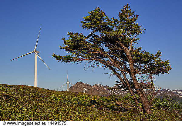 Windgepeitschte Sitka-Fichte und Windturbinen auf Pillar Mountain  Kodiak Island  Südwest-Alaska  Sommer