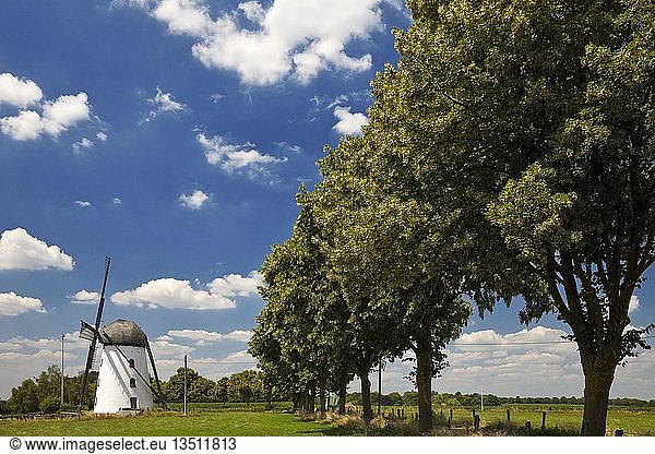 Windmühle Stammenmühle Nettetal Niederrhein Nordrhein-Westfalen Deutschland Europa