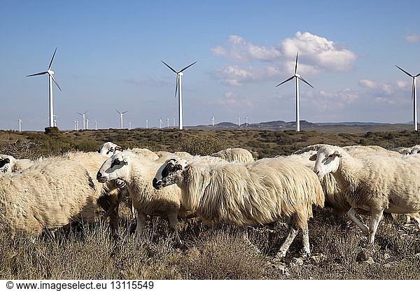 Windmühlen und Schafe im Windpark gegen den Himmel