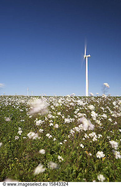 Windmühlen zur Erzeugung erneuerbarer elektrischer Energie in Spanien.