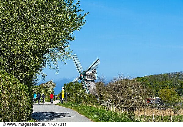 Windmill Charlotte  earthen bollard from 1826  Nieby  renovation  thatched roof  cyclist  circular route  spring  landscape Angeln  Schleswig-Holstein  NSG Geltinger Birk  Gelting  Baltic Sea  Germany  Europe