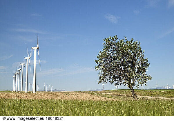 Windmills for renewable electric production in Zaragoza Province  Spain.