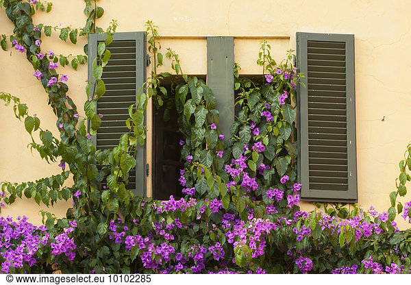 Window and shutters of a Tuscan villa  covered with a creeper plant with purple flowers.