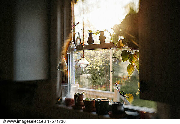 window in the golden hour with plant propagations and sun flare