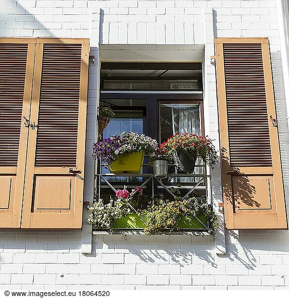 Window with flower pots and shutters  Freiburg im Breisgau  Baden-Württemberg  Germany  Europe