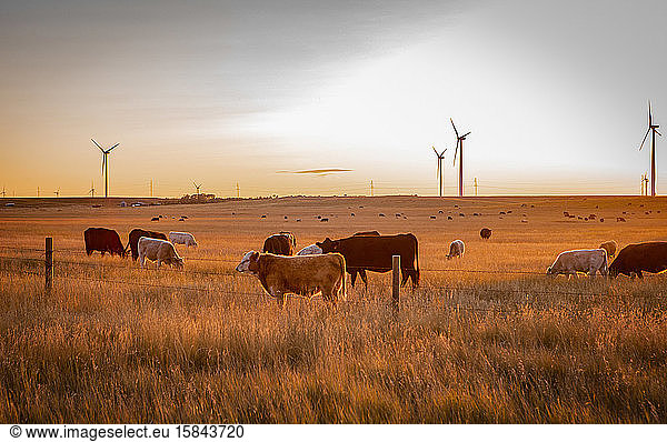 Windpark auf Weizenfeldern mit Rindern