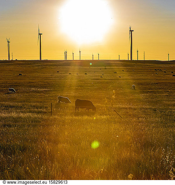 Windpark Colorado auf Weizenfeld mit Rindern