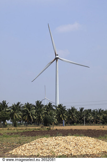 Windpark  Windrad und Maiskolben nahe Udumalaipettai  Tamil Nadu  Tamilnadu  Südindien  Indien  Südasien  Asien