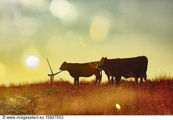Windturbinen auf Feld mit Vieh bei Sonnenuntergang