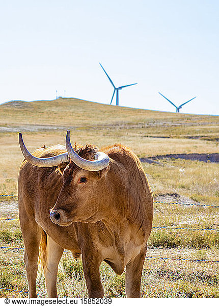 Windturbinen im Feld gegen blauen Himmel mit Rindern
