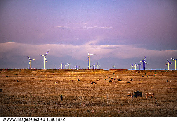 Windturbinen im Feld gegen den Dämmerungshimmel mit Rindern