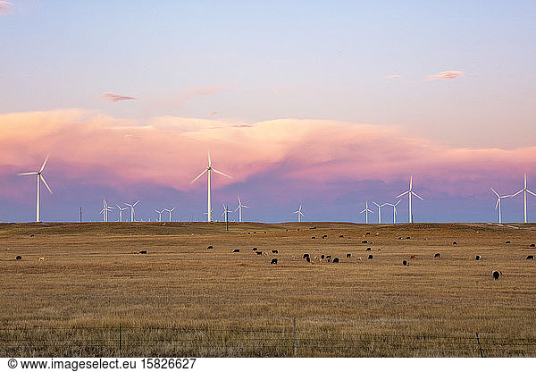 Windturbinen im Feld gegen Sonnenuntergangshimmel mit Rindern