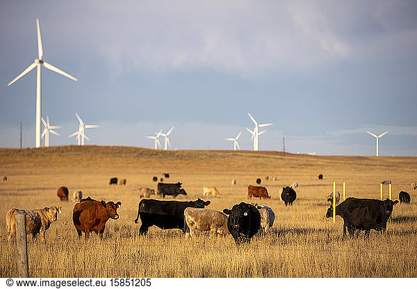 Windturbinen im Feld gegen wolkenblauen Himmel mit Rindern
