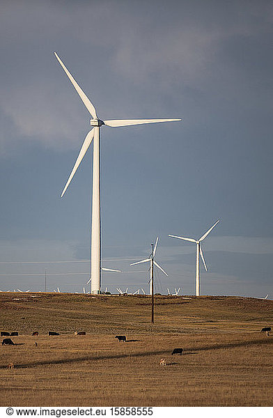 Windturbinen im Feld gegen wolkenblauen Himmel mit Rindern