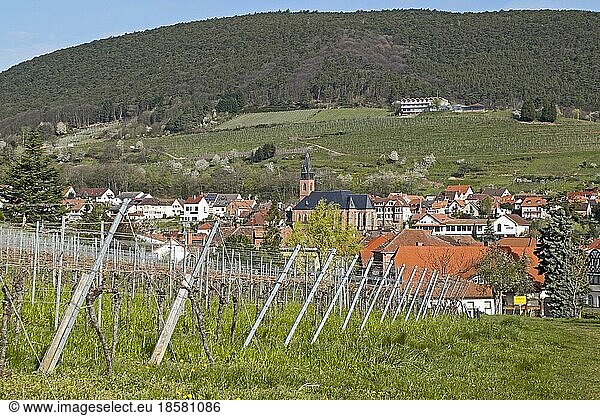 Wine village Saint Martin