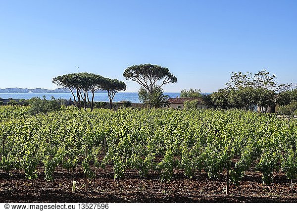 Winery la Chiusa  Magazzini  Elba  Tuscany  province of Livorno  Italy  Europe