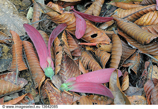 Winged Seeds Of The Dipterocarp Dipterocarpus Zeylanicus Winged Seeds