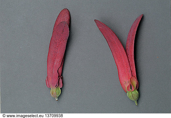 Winged Seeds Of The Dipterocarp Dipterocarpus Zeylanicus Winged Seeds