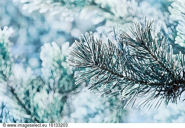 Winter background of blue pine branch in the snow and frost on a cold day. Macro nature.