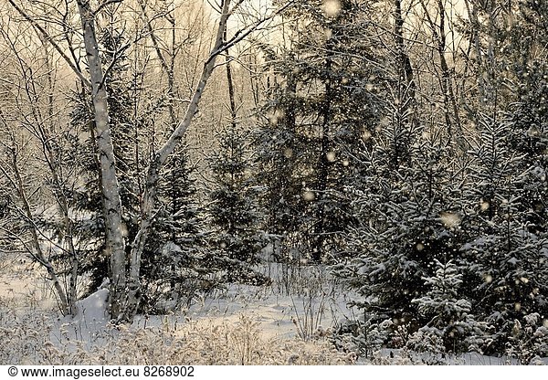 Winter Baum Beleuchtung Licht Schneeflocke Staub Kanada Ontario