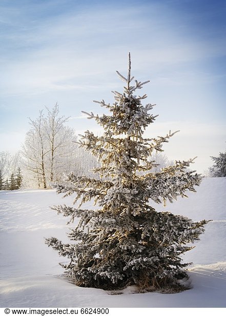 Winter  Baum  Landschaft