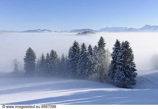 Winter Baum Landschaft Dunst Schweiz Kanton Bern