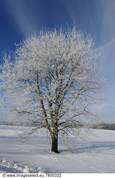 Winter  bedecken  Baum  Österreich  Schnee