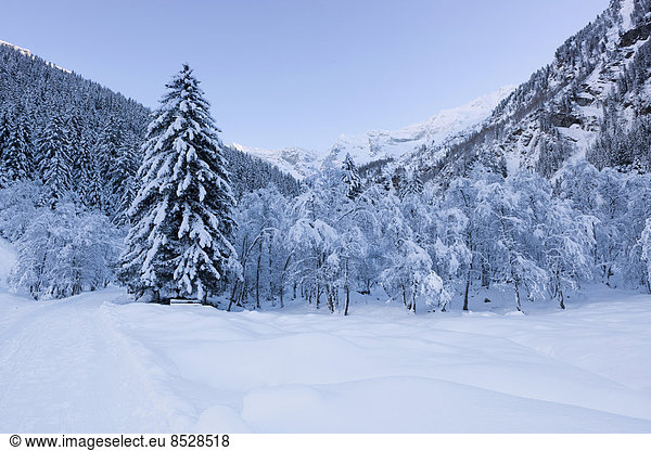Winter forest in Vals Valley  Vals  Steinach  Wipptal  Tyrol  Austria